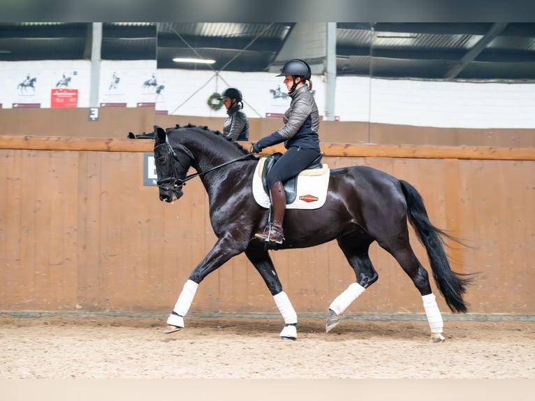 Duits sportpaard Merrie 7 Jaar 170 cm Zwart in Ziemięcice