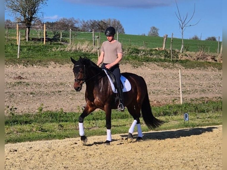 Duits sportpaard Merrie 7 Jaar 171 cm Bruin in Eigeltingen