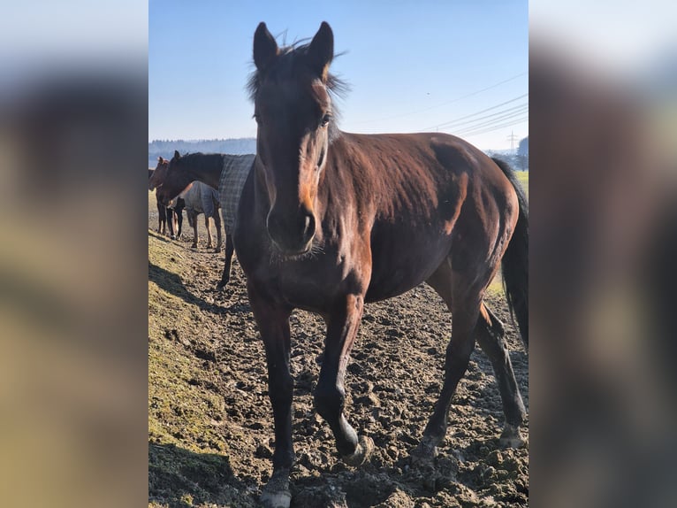 Duits sportpaard Merrie 7 Jaar 171 cm Bruin in Eigeltingen