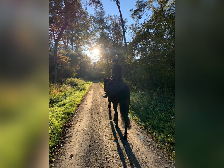 Duits sportpaard Merrie 7 Jaar 171 cm Bruin in Baden-Baden