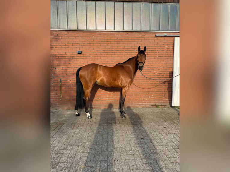 Duits sportpaard Merrie 7 Jaar 171 cm Bruin in Thuine