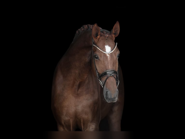 Duits sportpaard Merrie 7 Jaar 171 cm Donkere-vos in Wehringen