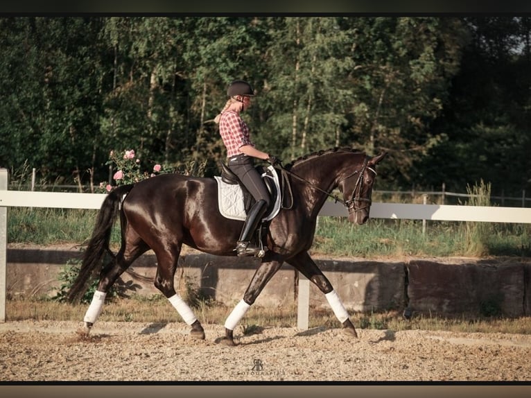 Duits sportpaard Merrie 7 Jaar 171 cm Zwart in Lachen