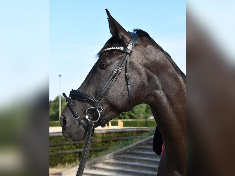 Duits sportpaard Merrie 7 Jaar 171 cm Zwart in Taucha