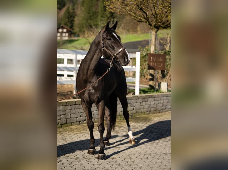 Duits sportpaard Merrie 7 Jaar 171 cm Zwart in Altishofen