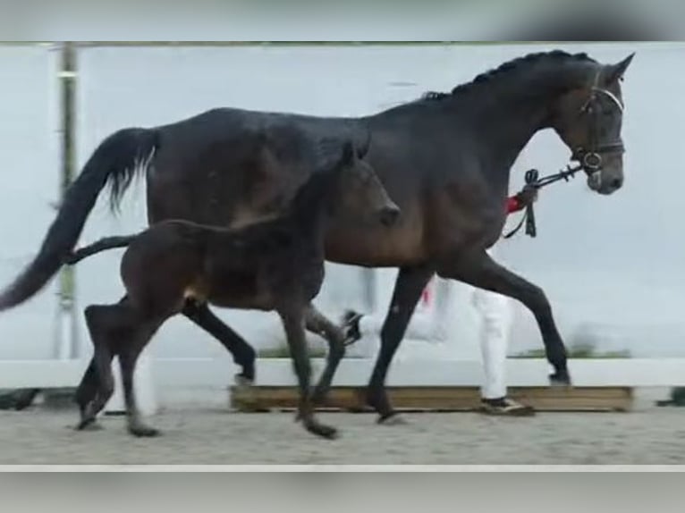 Duits sportpaard Merrie 7 Jaar 172 cm Donkerbruin in Soest