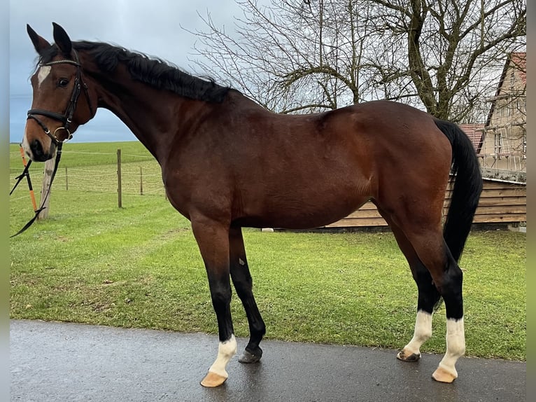 Duits sportpaard Merrie 7 Jaar 172 cm Donkerbruin in Schöntal