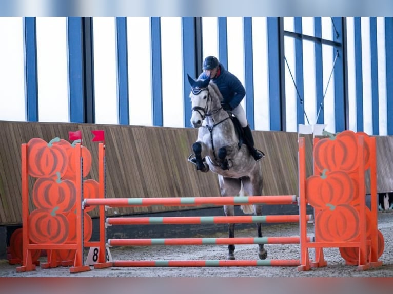 Duits sportpaard Merrie 7 Jaar 172 cm Schimmel in Greiz