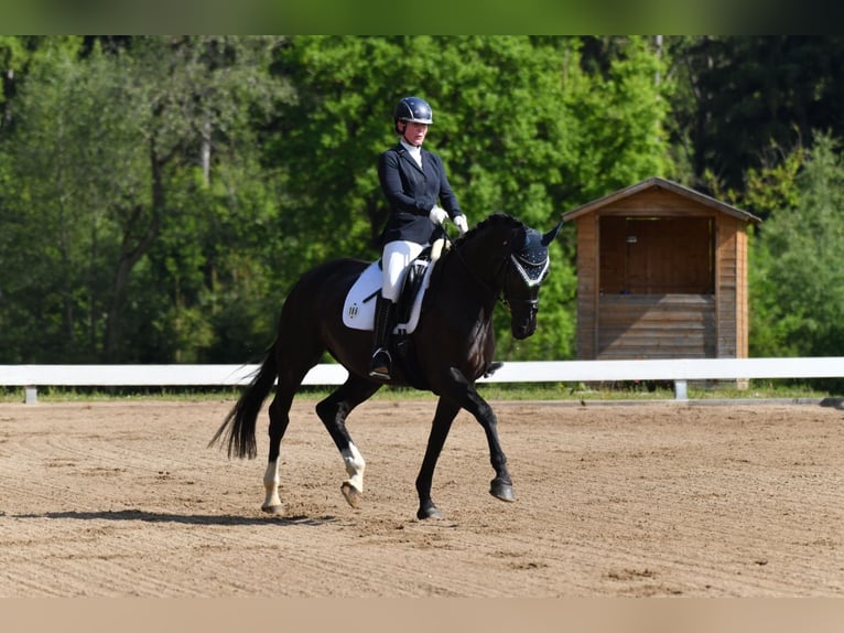 Duits sportpaard Merrie 7 Jaar 172 cm Zwart in Prutting