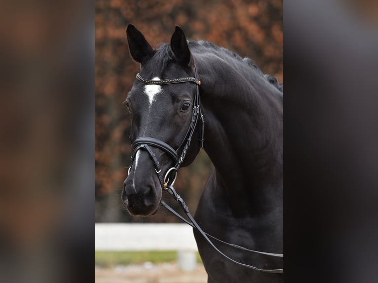 Duits sportpaard Merrie 7 Jaar 172 cm Zwart in Prutting