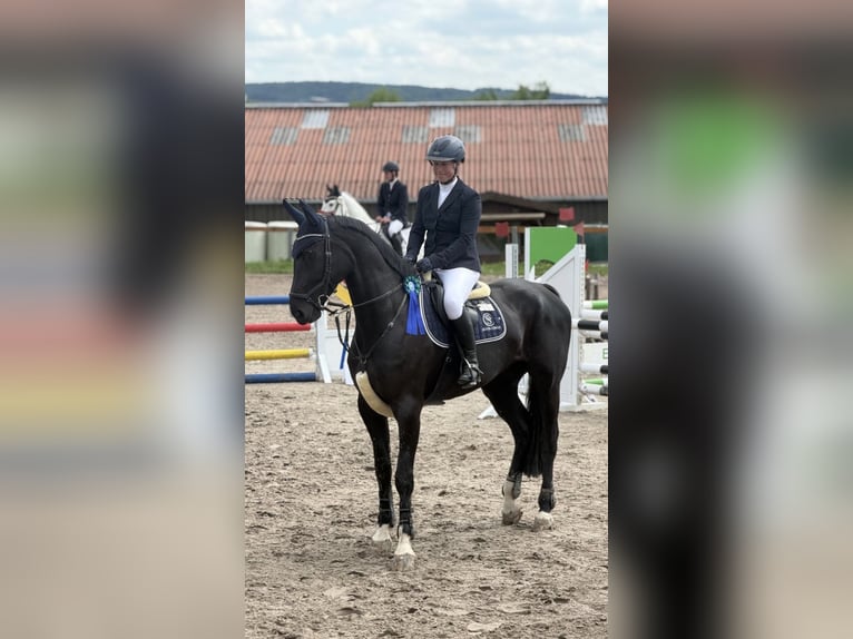 Duits sportpaard Merrie 7 Jaar 172 cm Zwart in FuldatalFuldatal