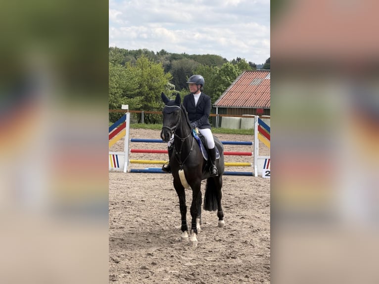 Duits sportpaard Merrie 7 Jaar 172 cm Zwart in FuldatalFuldatal