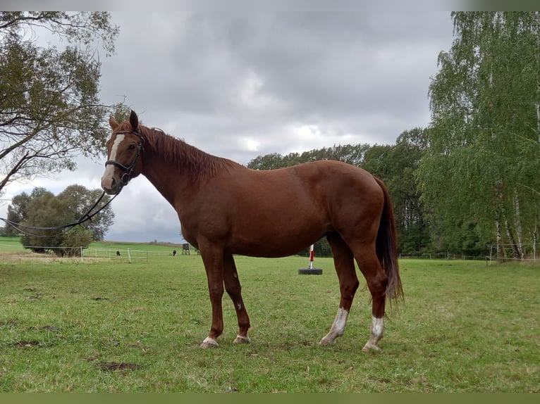 Duits sportpaard Merrie 7 Jaar 173 cm Vos in H&#xF6;flein