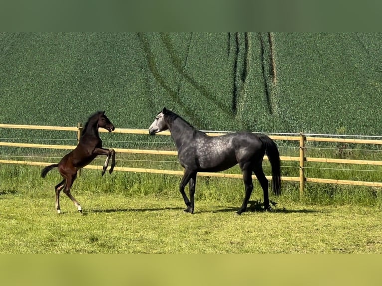 Duits sportpaard Merrie 7 Jaar 174 cm Schimmel in Gronau (Leine)Gronau