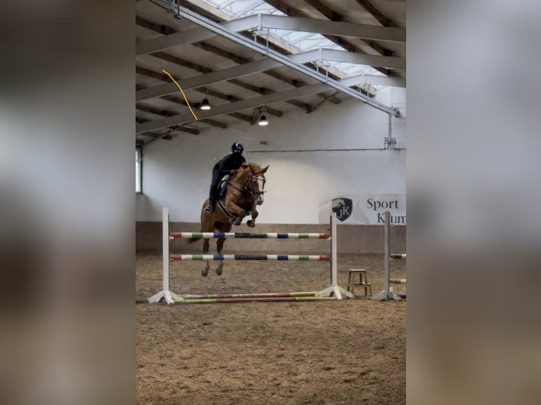 Duits sportpaard Merrie 7 Jaar 174 cm Vos in Oyten