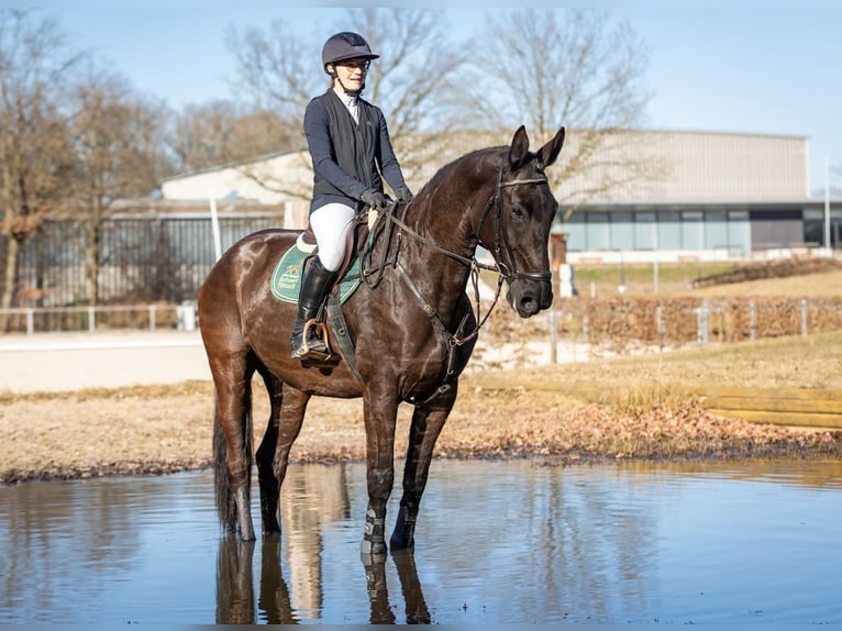 Duits sportpaard Merrie 7 Jaar 174 cm Zwart in Moritzburg