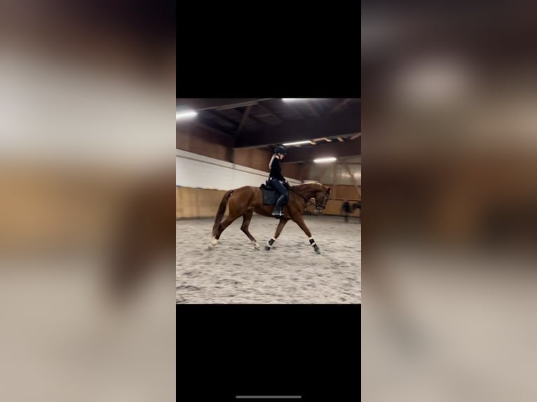 Duits sportpaard Merrie 7 Jaar 175 cm Vos in Ehningen