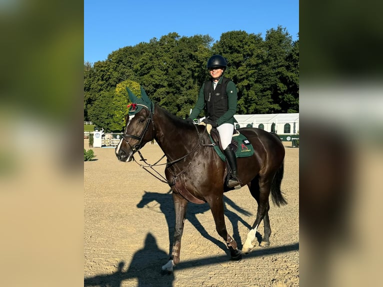 Duits sportpaard Merrie 7 Jaar 175 cm Zwartbruin in Albführen-Dettighofen