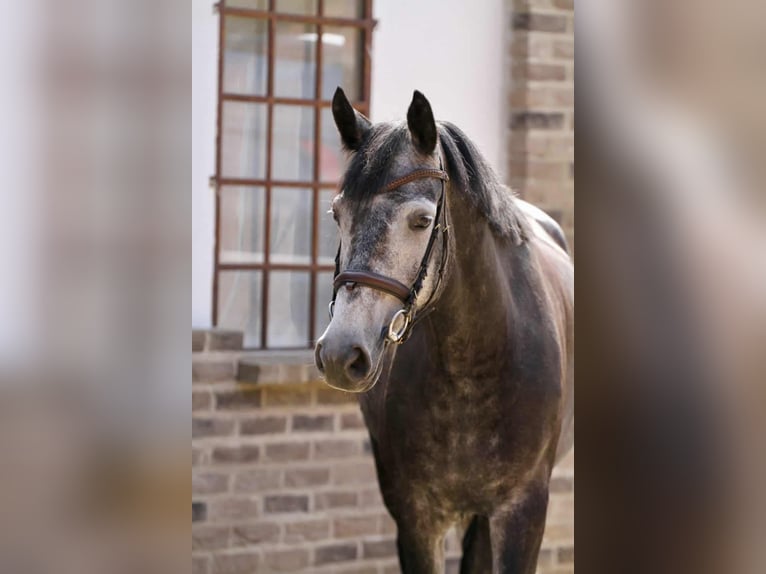 Duits sportpaard Merrie 7 Jaar 179 cm Schimmel in Willich