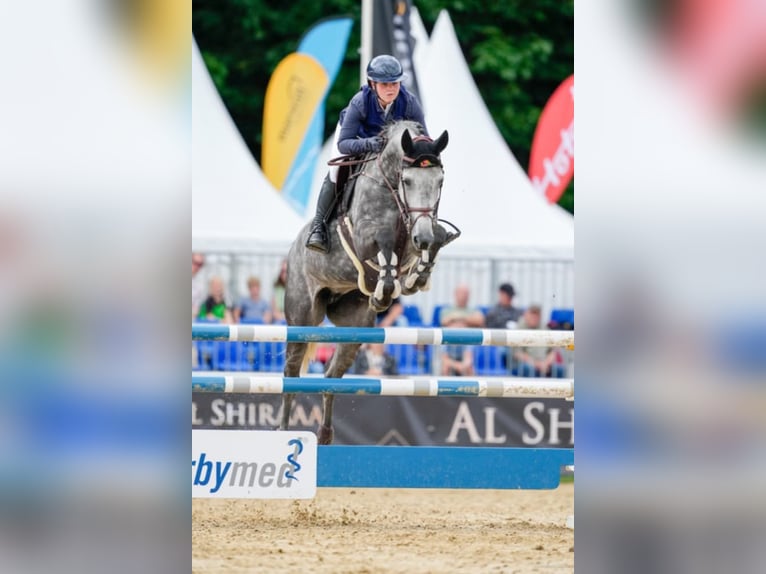 Duits sportpaard Merrie 7 Jaar 179 cm Schimmel in Willich