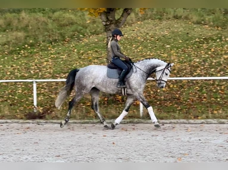 Duits sportpaard Merrie 7 Jaar 181 cm Schimmel in Haldenwang
