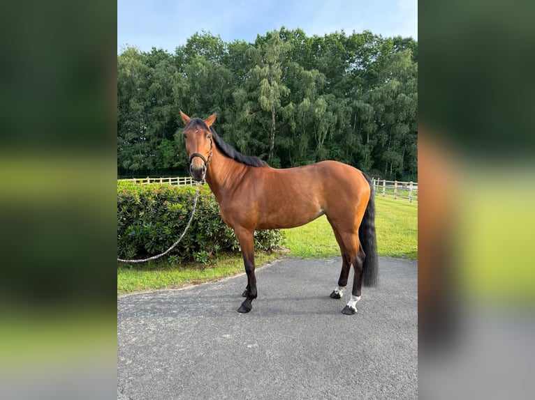 Duits sportpaard Merrie 7 Jaar Bruin in Thuine
