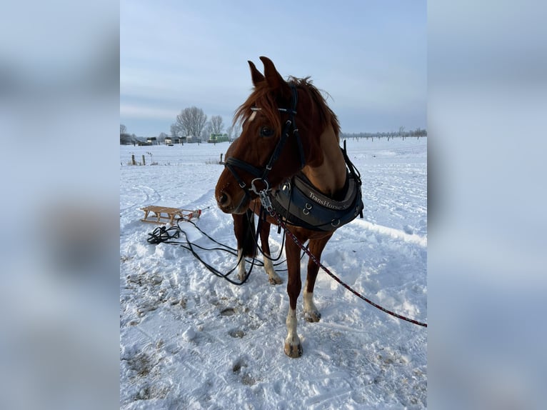 Duits sportpaard Merrie 8 Jaar 155 cm Vos in Loxstedt