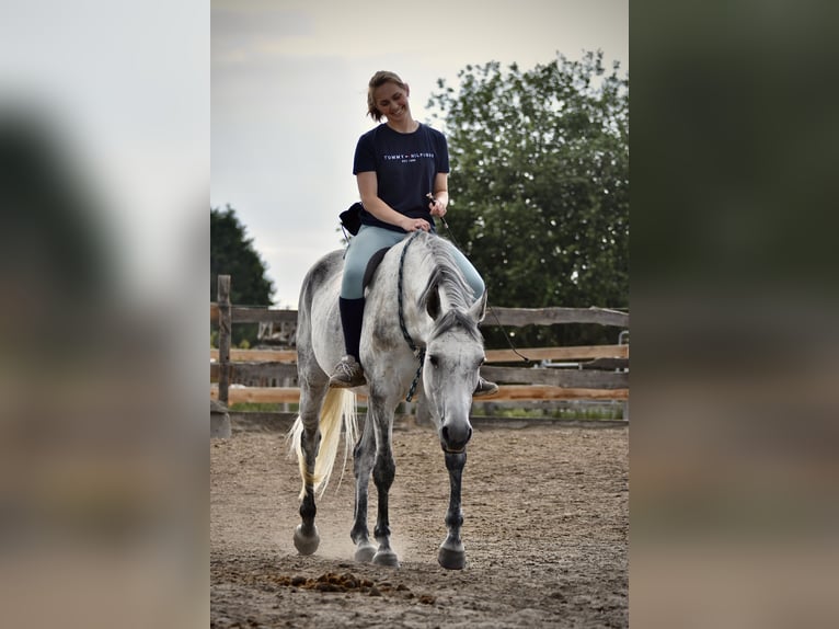 Duits sportpaard Merrie 8 Jaar 158 cm Vliegenschimmel in Bernau