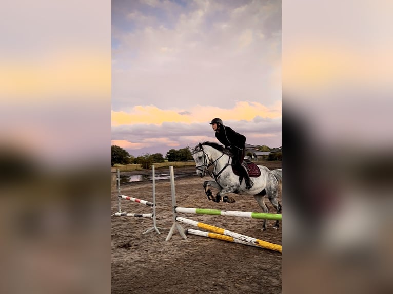 Duits sportpaard Merrie 8 Jaar 158 cm Vliegenschimmel in Bernau