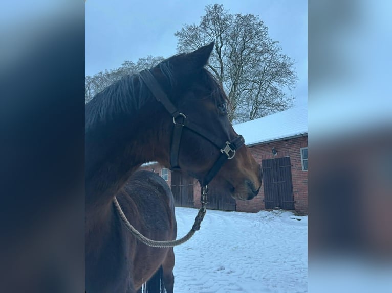 Duits sportpaard Merrie 8 Jaar 160 cm Bruin in Bergen