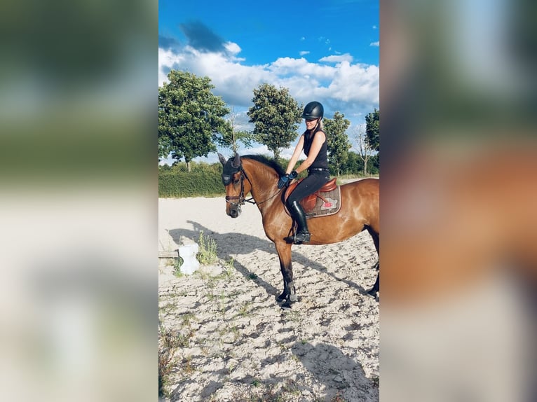Duits sportpaard Merrie 8 Jaar 160 cm Bruin in Bad Frankenhausen
