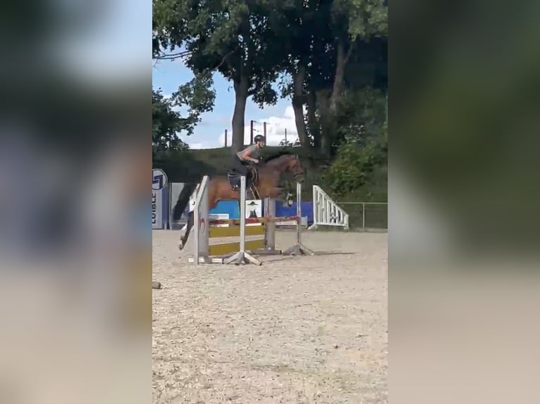 Duits sportpaard Merrie 8 Jaar 163 cm Bruin in Günzburg