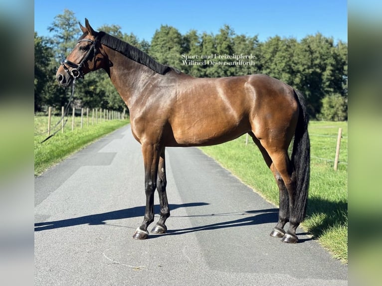 Duits sportpaard Merrie 8 Jaar 163 cm Bruin in Verl