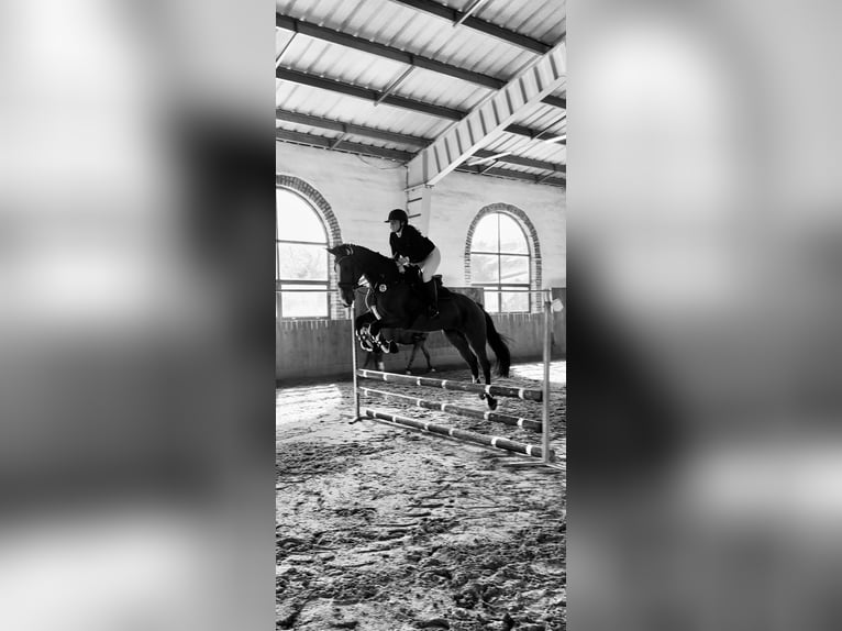 Duits sportpaard Merrie 8 Jaar 163 cm Bruin in Müncheberg