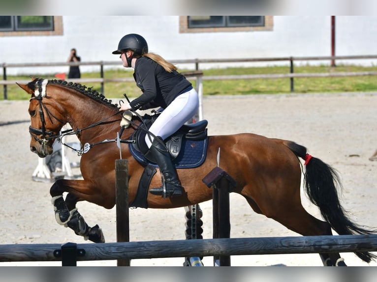 Duits sportpaard Merrie 8 Jaar 163 cm Bruin in Müncheberg