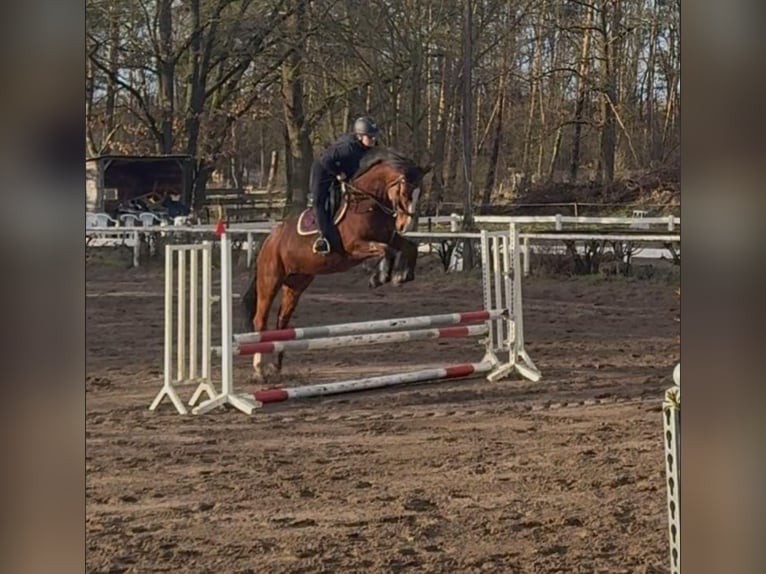 Duits sportpaard Merrie 8 Jaar 163 cm Bruin in Müncheberg