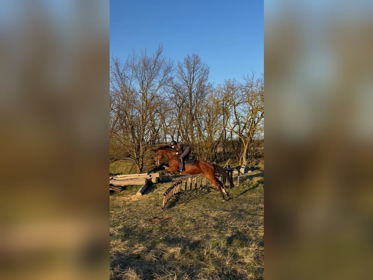 Duits sportpaard Merrie 8 Jaar 163 cm Bruin in Müncheberg