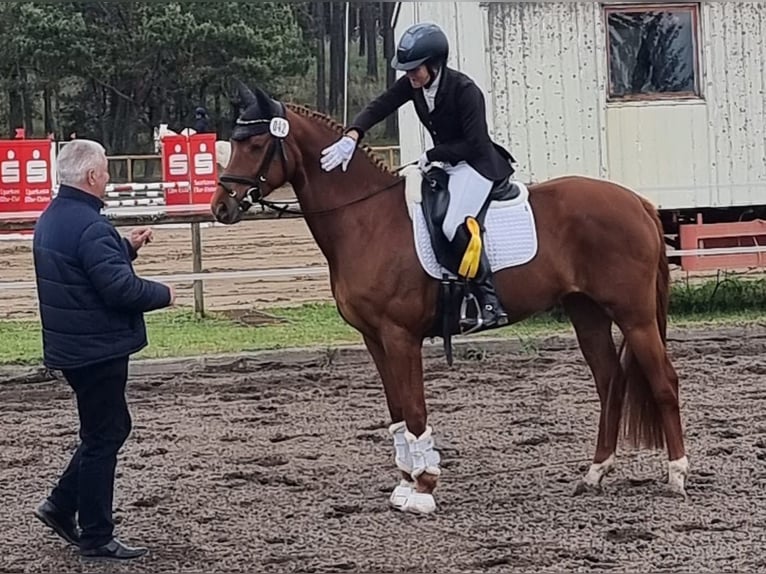 Duits sportpaard Merrie 8 Jaar 163 cm Vos in Schmogrow-Fehrow