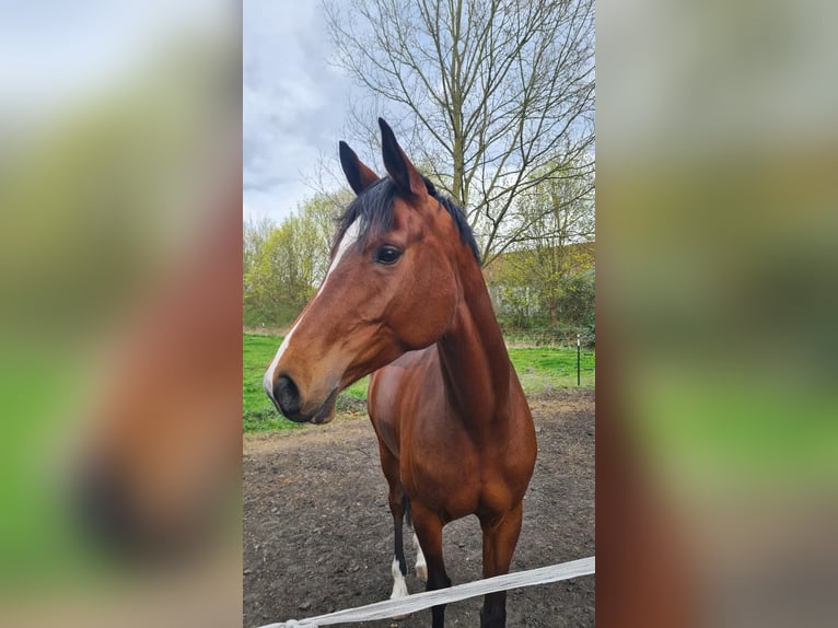 Duits sportpaard Merrie 8 Jaar 165 cm Bruin in Neuruppin
