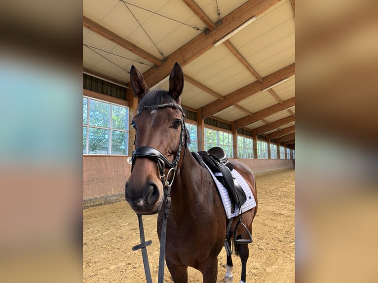 Duits sportpaard Merrie 8 Jaar 165 cm Bruin in Grafschaft