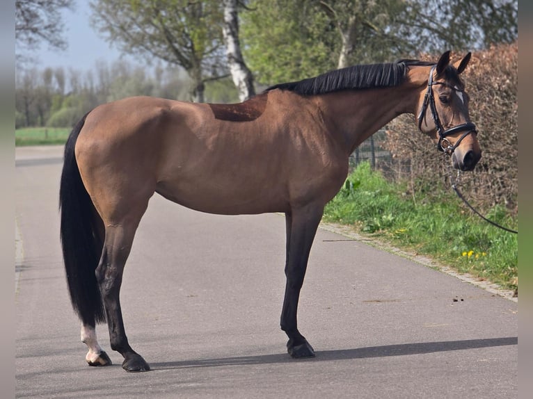 Duits sportpaard Merrie 8 Jaar 165 cm Bruin in Someren