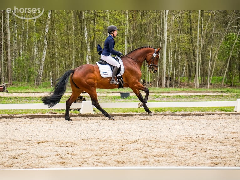 Duits sportpaard Merrie 8 Jaar 165 cm Bruin in Cottbus