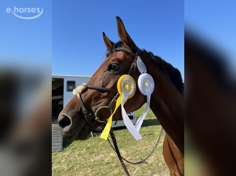Duits sportpaard Merrie 8 Jaar 165 cm Bruin in Cottbus