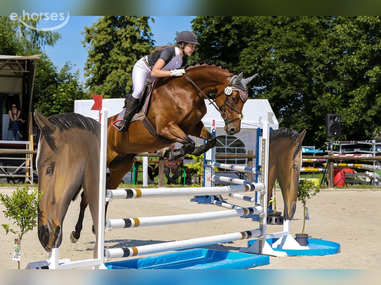 Duits sportpaard Merrie 8 Jaar 165 cm Bruin in Cottbus