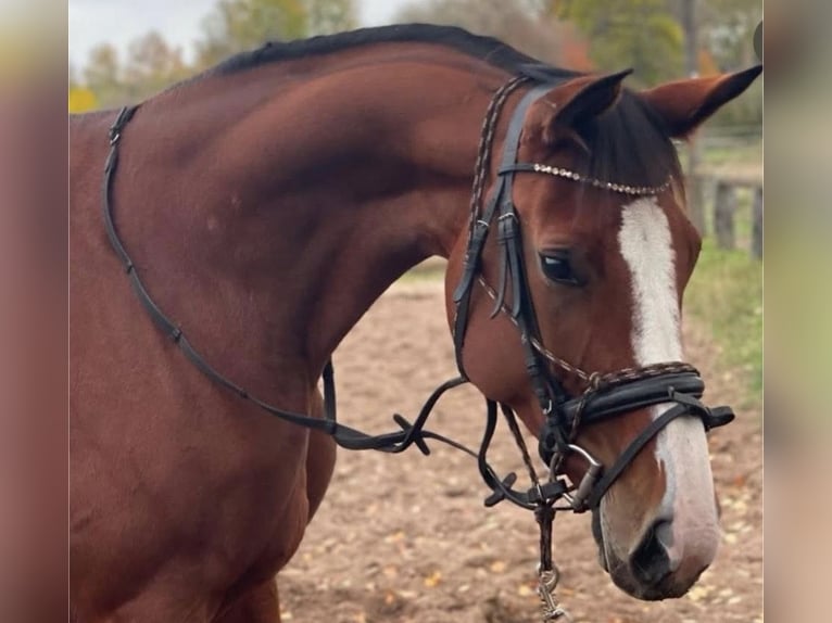 Duits sportpaard Merrie 8 Jaar 165 cm Bruin in Ludwigsfelde