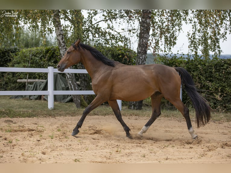 Duits sportpaard Merrie 8 Jaar 165 cm Bruin in Schauerberg