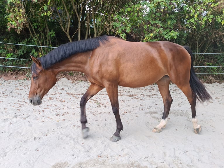 Duits sportpaard Merrie 8 Jaar 165 cm Bruin in Schauerberg