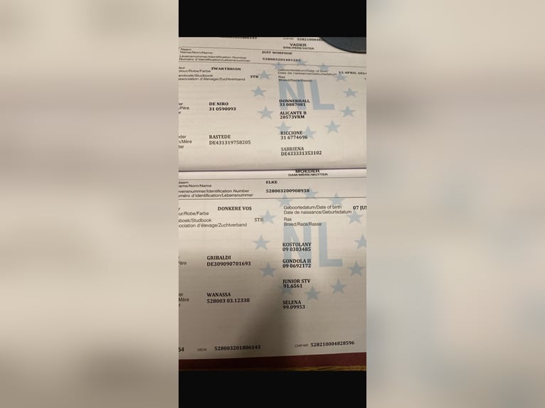 Duits sportpaard Merrie 8 Jaar 165 cm Zwartbruin in Übach-Palenberg