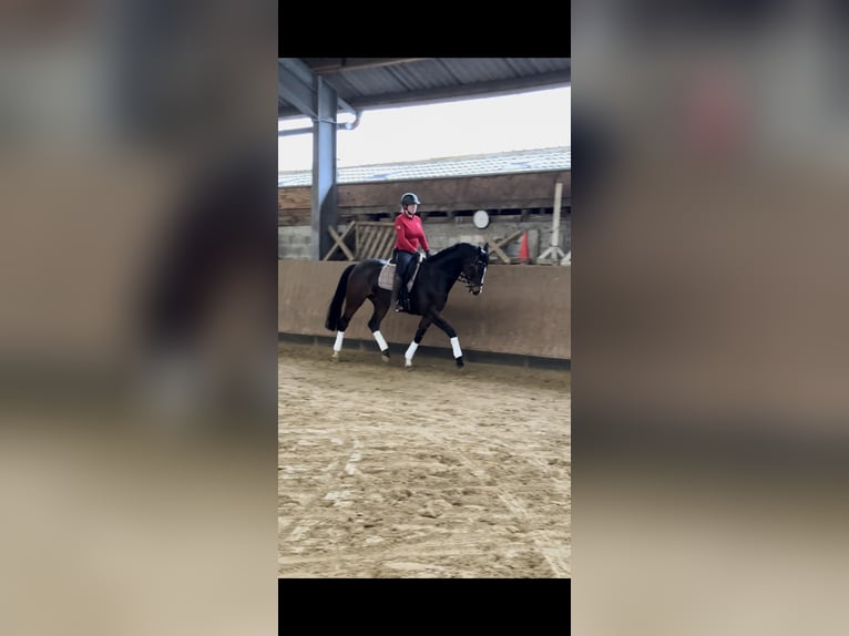 Duits sportpaard Merrie 8 Jaar 165 cm Zwartbruin in Übach-Palenberg