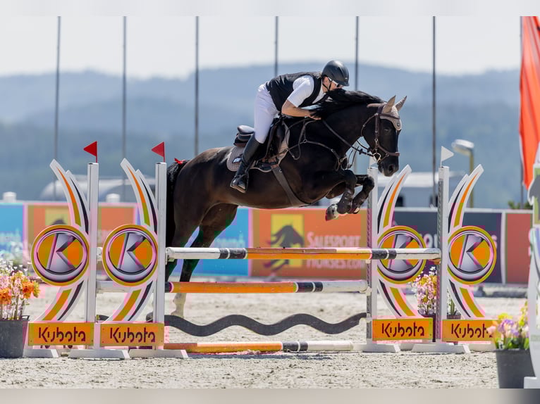 Duits sportpaard Merrie 8 Jaar 165 cm Zwartbruin in Glashütte